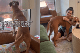 pit bull video