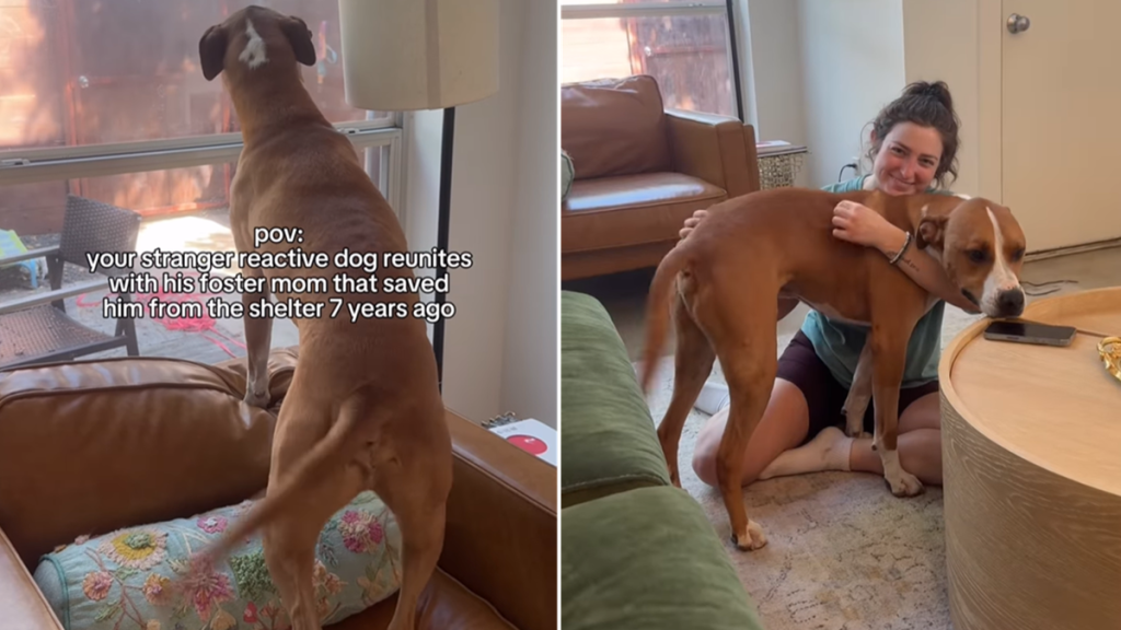 pit bull video