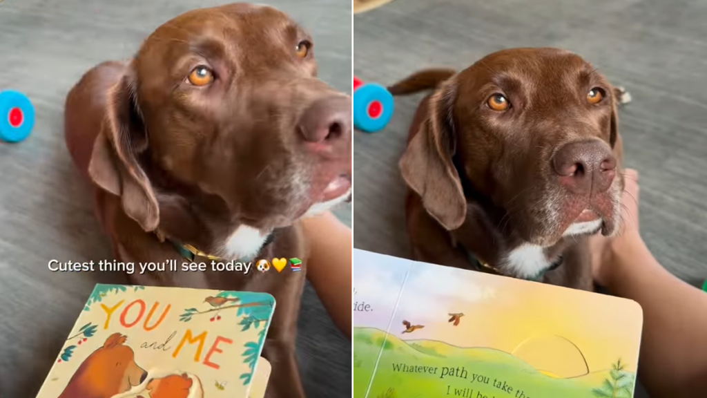 dog mom storytime video