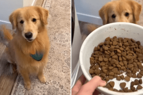 dog food video