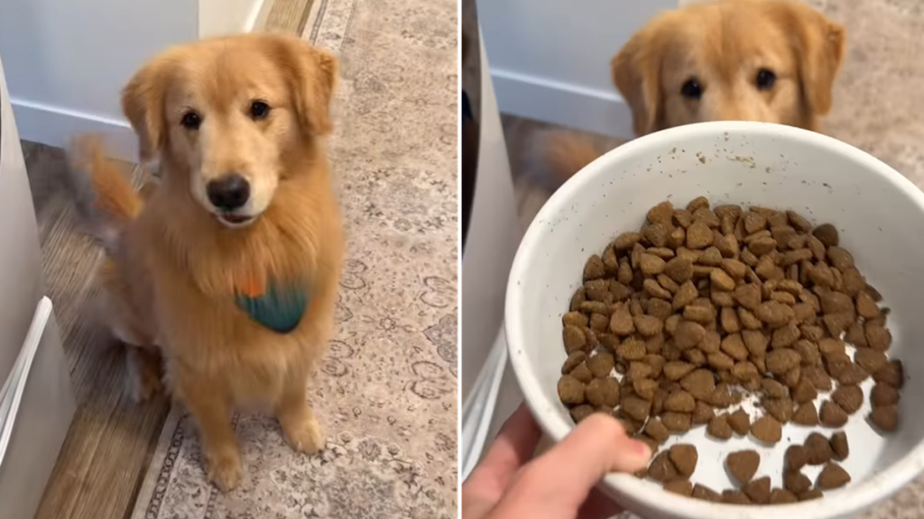 dog food video
