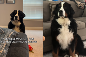 dog video