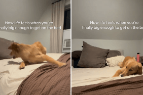 golden retriever bed video