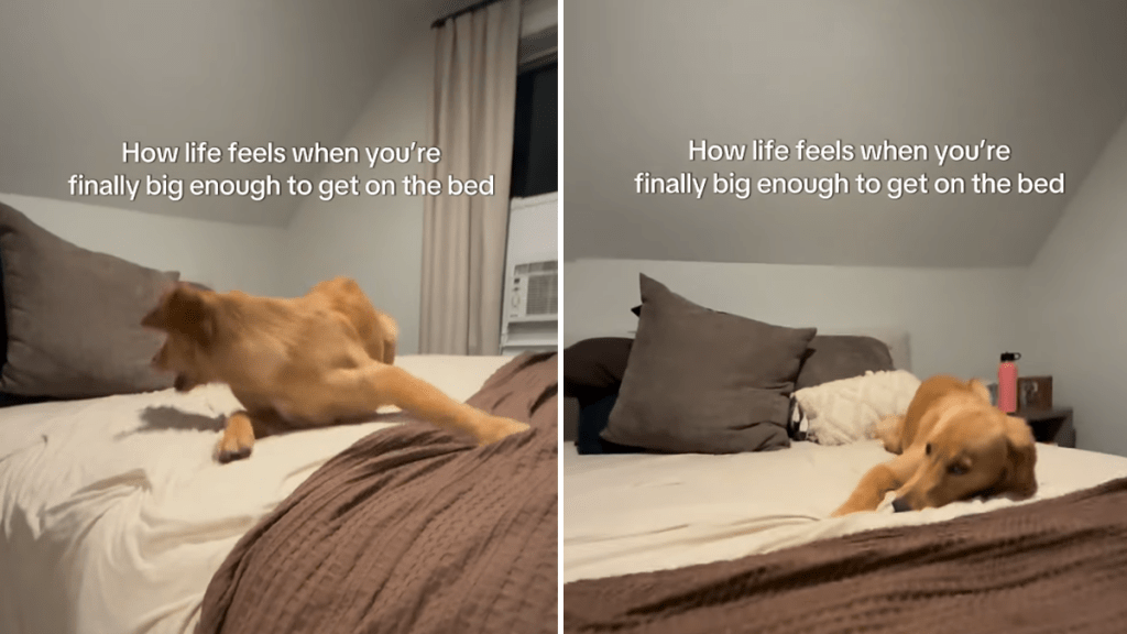 golden retriever bed video