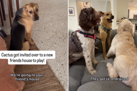 rescue puppy playdate