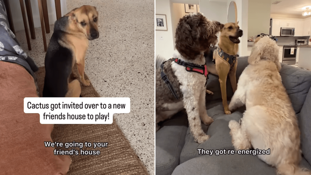 rescue puppy playdate