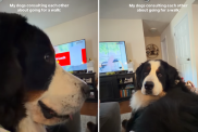 bernese mountain dog siblings