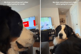 bernese mountain dog siblings