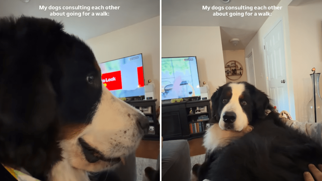 bernese mountain dog siblings