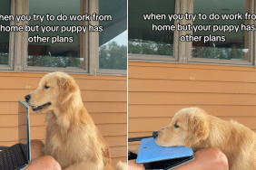 puppy owner work video