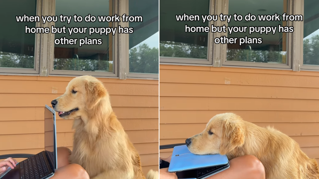 puppy owner work video