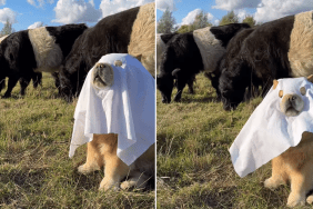 chow chow ghost video