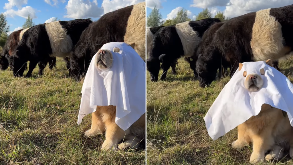 chow chow ghost video