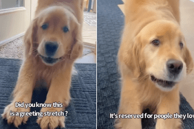 golden retriever greeting video