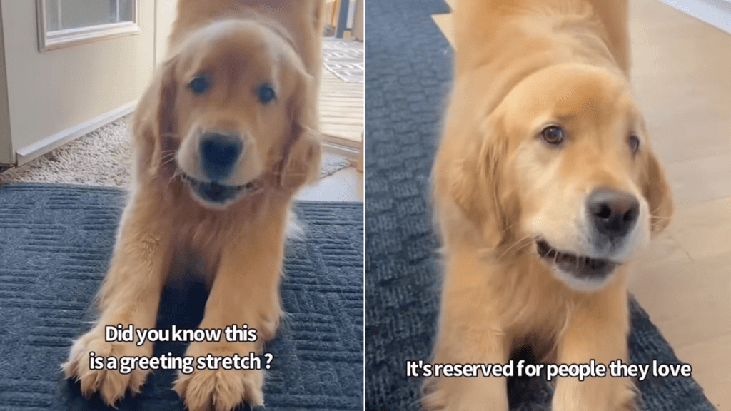 golden retriever greeting video