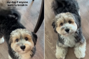 havanese puppy video