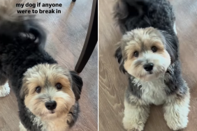 havanese puppy video