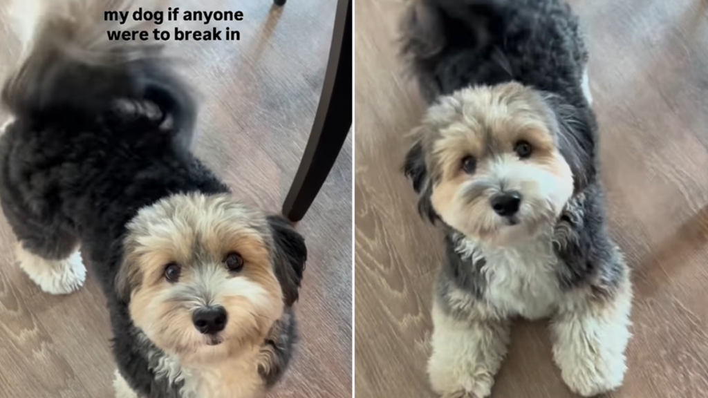 havanese puppy video