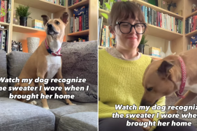 rescue dog video