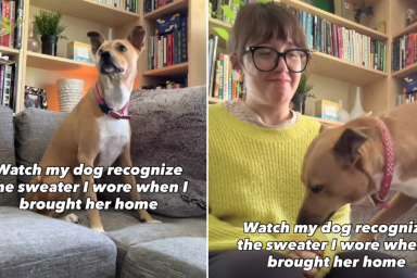 rescue dog video