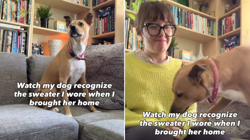 rescue dog video
