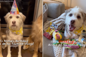 rescue dog birthday video