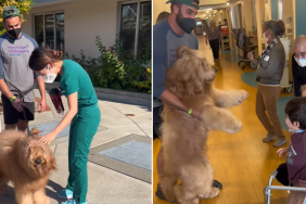 therapy dog video
