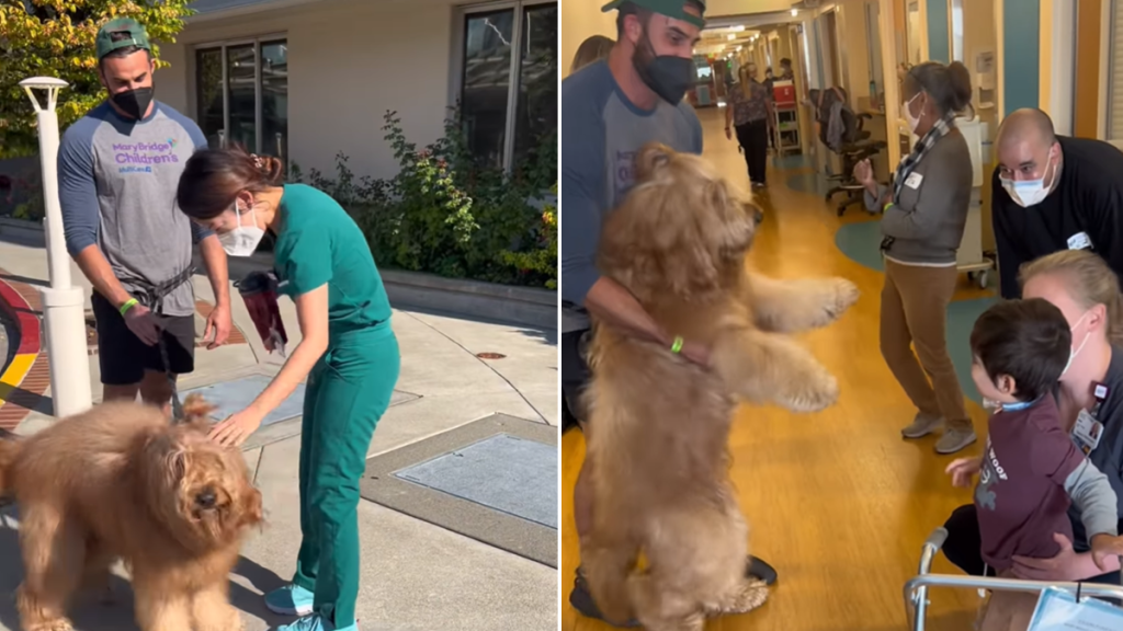 therapy dog video