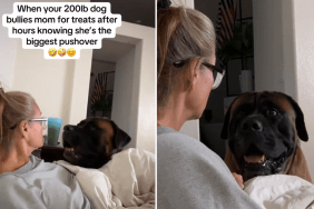 mastiff video