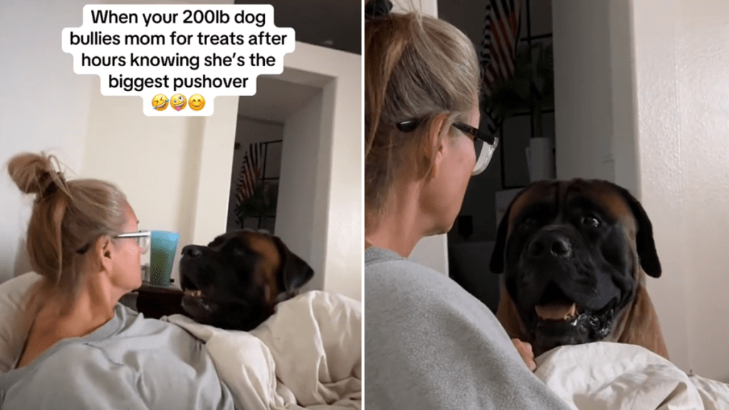 mastiff video