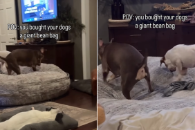 rescue dogs bean bag video