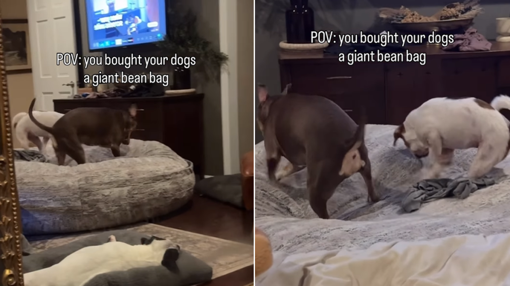 rescue dogs bean bag video