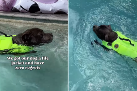 staffy pool video