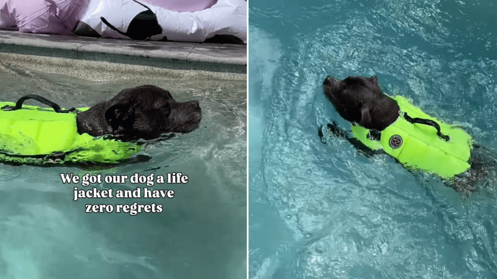 staffy pool video