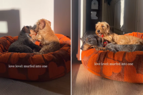 dog siblings video