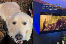 golden retriever titanic video