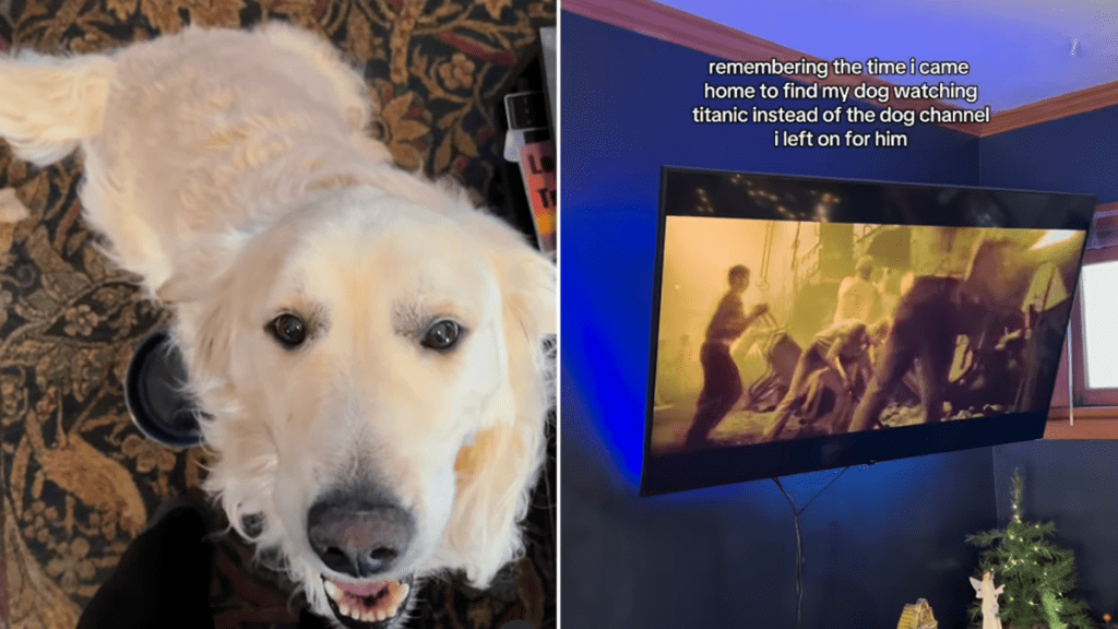 golden retriever titanic video