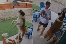 saint bernards video