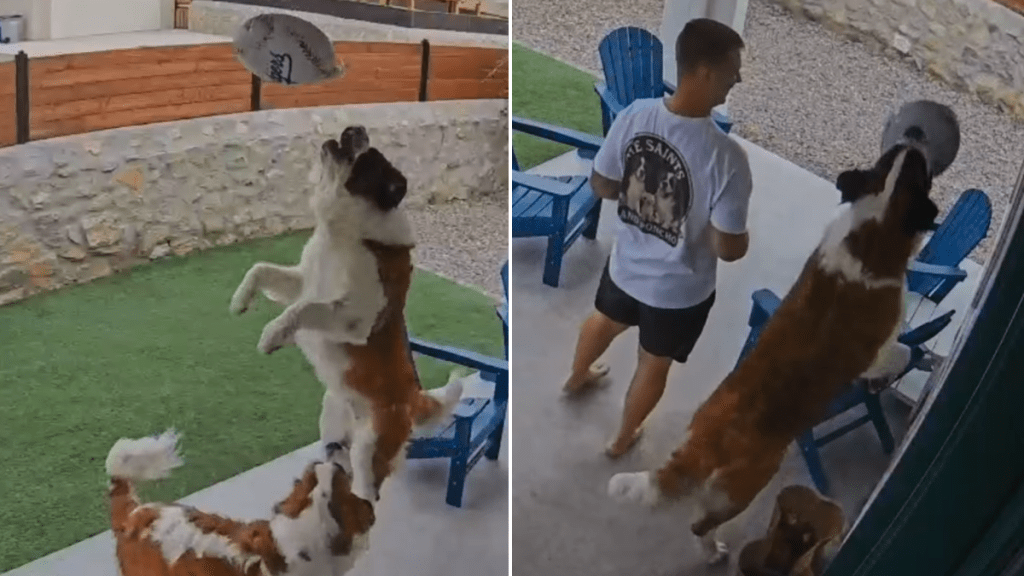 saint bernards video