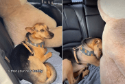 rescue dog video