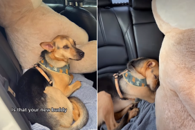 rescue dog video