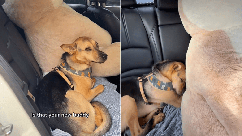 rescue dog video