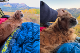golden retriever owner camping video