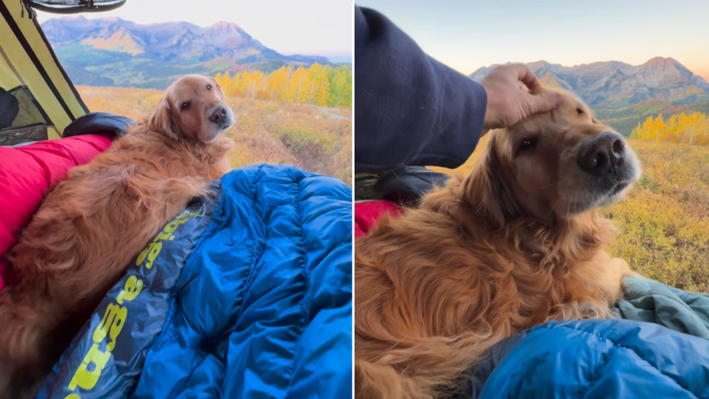 golden retriever owner camping video
