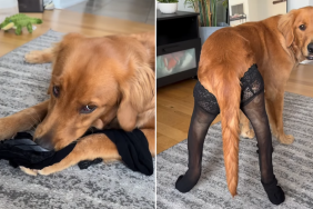 rescue golden retriever video