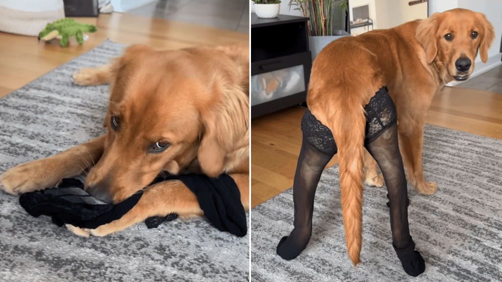 rescue golden retriever video