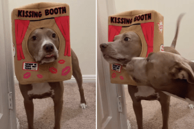 pit bull kissing booth video