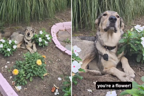 DOG FLOWER VIDEO