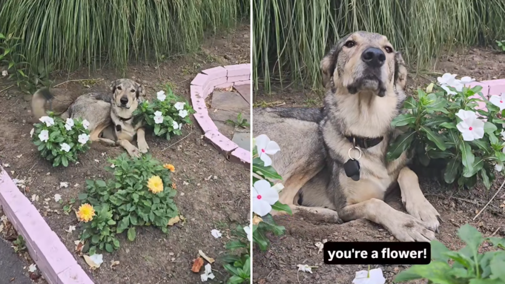 DOG FLOWER VIDEO