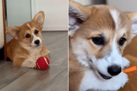 corgi cute video
